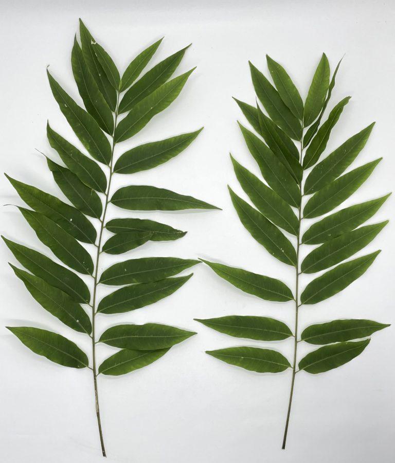 Elaeocarpus Angustifolius Blume Center For Medicinal Plants Research