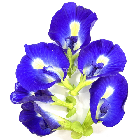 47. Clitoria ternatea_b(1)