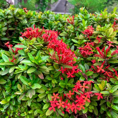 57. Ixora chinensis_a