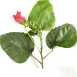 63. Hibiscus Rosa-sinensis