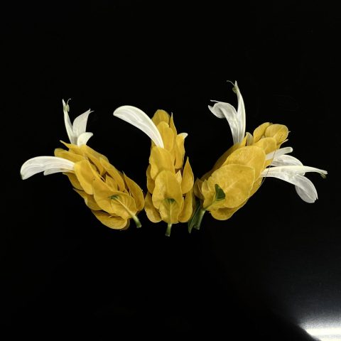 65. Pachystachys lutea_b (1)