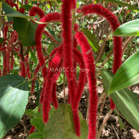 Acalypha hispida-1