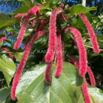 Acalypha hispida-3