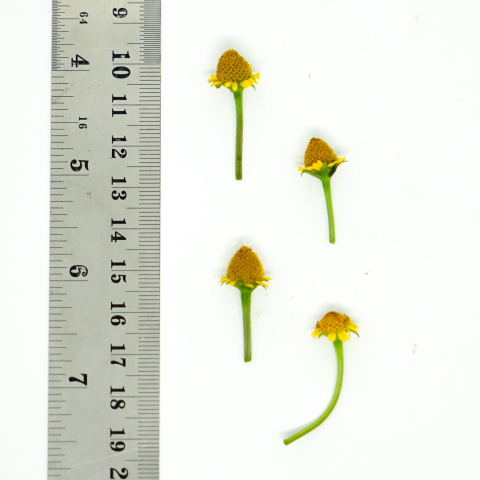 Acmella paniculata_14