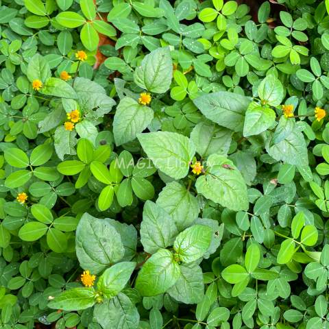 Acmella paniculata_2