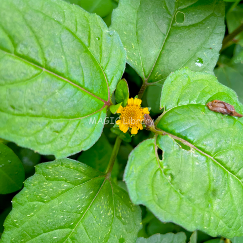 Acmella paniculata_3