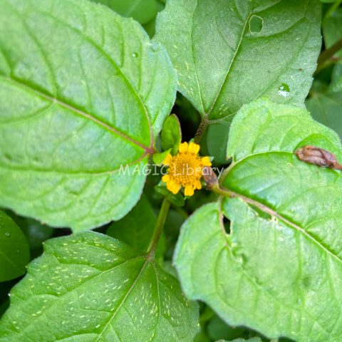 Acmella paniculata_4