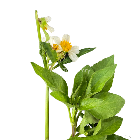 Ajeran leaves and flowers