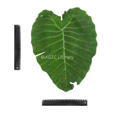 Alocasia macrorrhizos (sente)