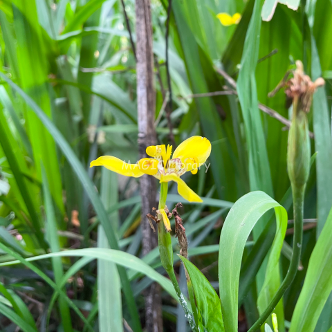 Anggrek kuning (Spathoglottis affinis)_4