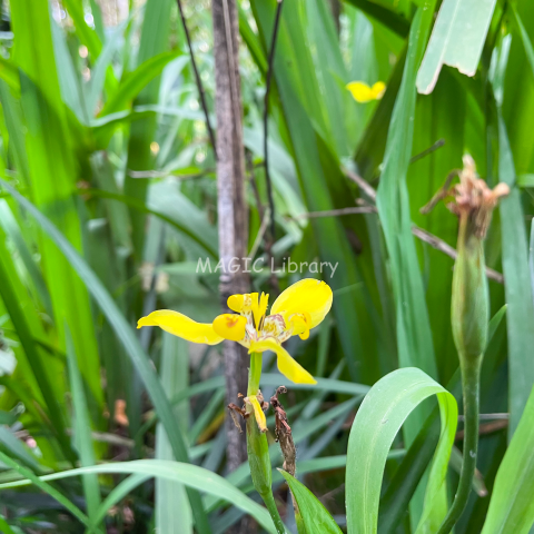 Anggrek kuning (Spathoglottis affinis)_6