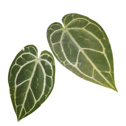 Anthurium crystallinum-1-2