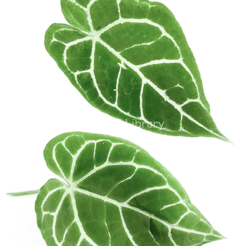 Anthurium crystallinum-1