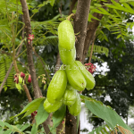 Averrhoa bilimbi-3