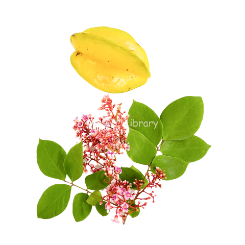 Averrhoa carambola-1