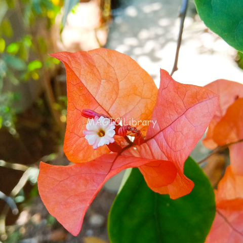 Bouganvillea spectabilis var orange_1