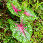 Caladium bicolor 'Freida Hemple' stems-1