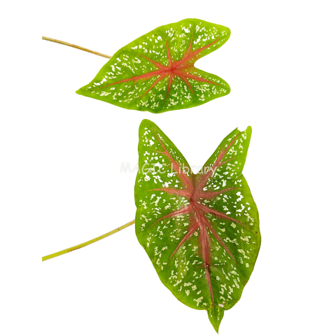 Caladium bicolor 'Freida Hemple' stems-4