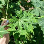 Cnidoscolus aconitifolius leaves-4