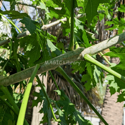 Cnidoscolus aconitifolius leaves-5