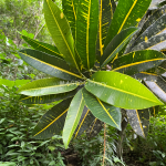 Codiaeum variegatum (puring kuning)-5