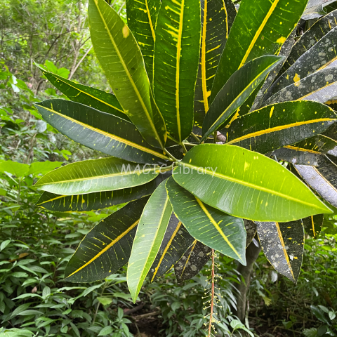 Codiaeum variegatum (puring kuning)-5