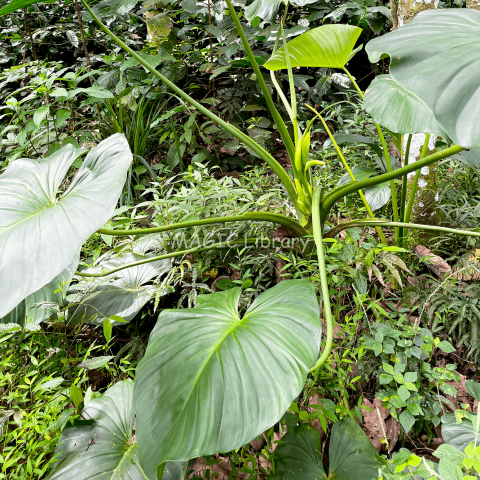 Colocasia esculenta (Talas)-2