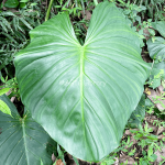 Colocasia esculenta (Talas)-5