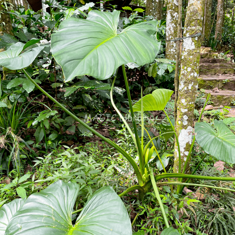 Colocasia esculenta (Talas)-6