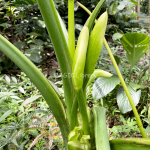 Colocasia esculenta (Talas)-7