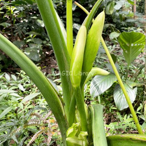 Colocasia esculenta (Talas)-7