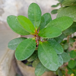 Euphorbia milii-4