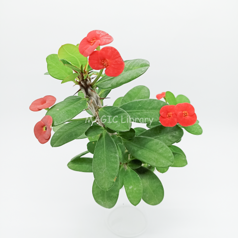 Euphorbia milii-8