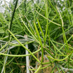 Euphorbia tirucalli-2-2