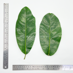 Ficus ampelas Burm. leaves-3