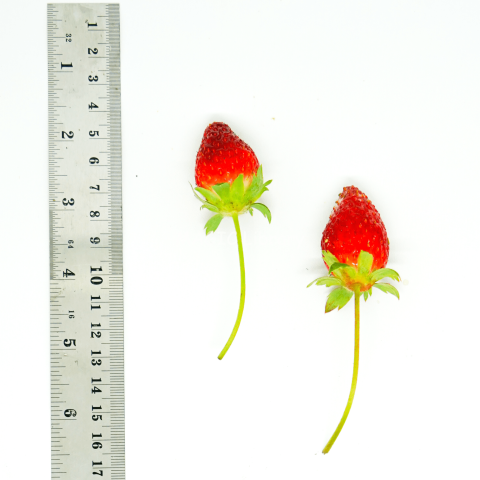 Fragaria × ananassa (stroberi)_21