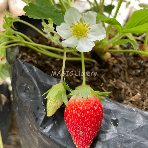 Fragaria × ananassa (stroberi)_6