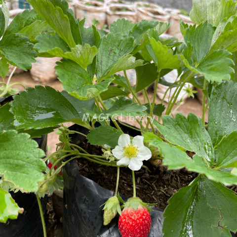 Fragaria × ananassa (stroberi)_8