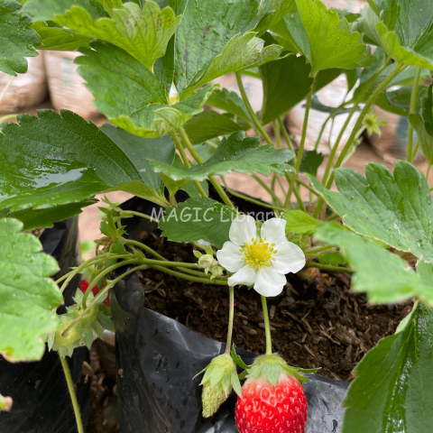 Fragaria × ananassa (stroberi)_9