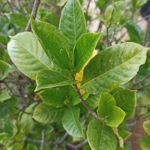 Gardenia augusta (kaca piring)