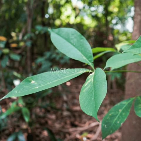 Hevea brasiliensis-1