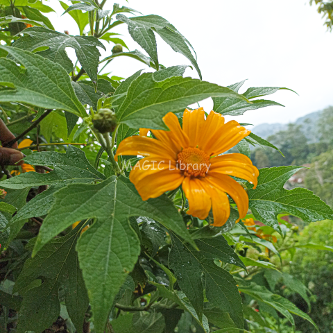 Kembang Bulan (Tithonia diversifolia)_1-2