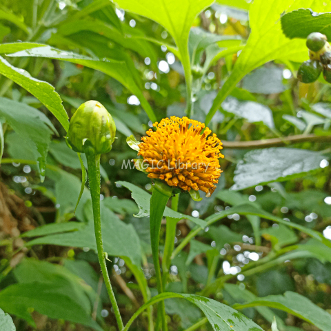 Kembang Bulan (Tithonia diversifolia)_4-2