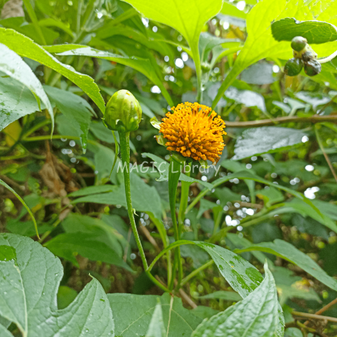 Kembang Bulan (Tithonia diversifolia)_4