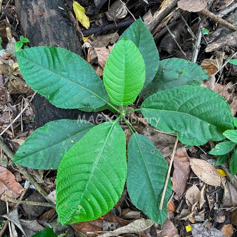 (Laportea sp) tanaman pulus marlela1