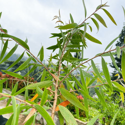 Melaleuca cajuputi-4