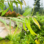 Melaleuca cajuputi-5