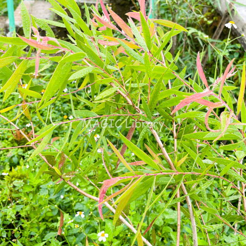 Melaleuca cajuputi-6