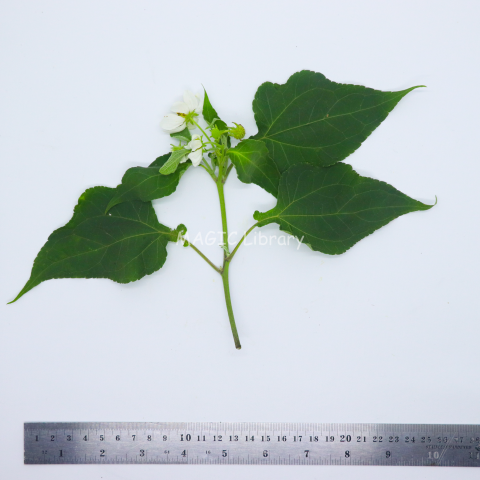 Montanoa hibiscifolia (jamras bunga putih)_6