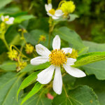 Montanoa hibiscifolia (jamras bunga putih)_9